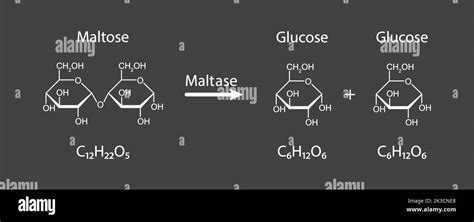 Maltase enzyme Effect On Maltose Sugar Molecule. Maltose Hydrolysis ...