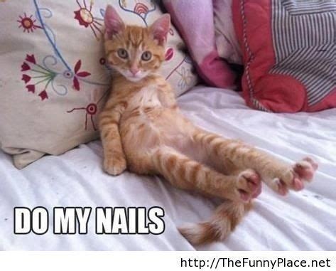 Top 20 Orange Cats Memes in 2020 | Funny cute cats, Funny orange, Cat ...