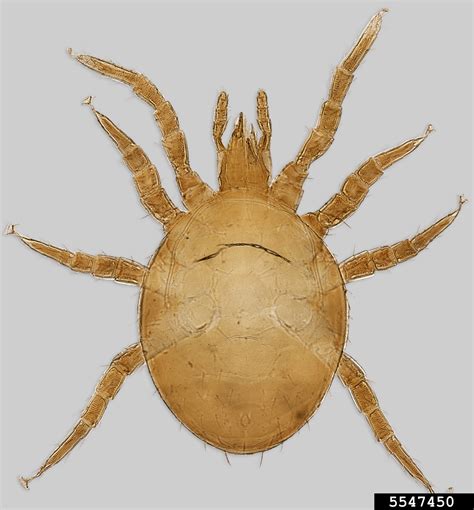 bee mite (Laelaspoides ordwayae Eickwort, 1966)