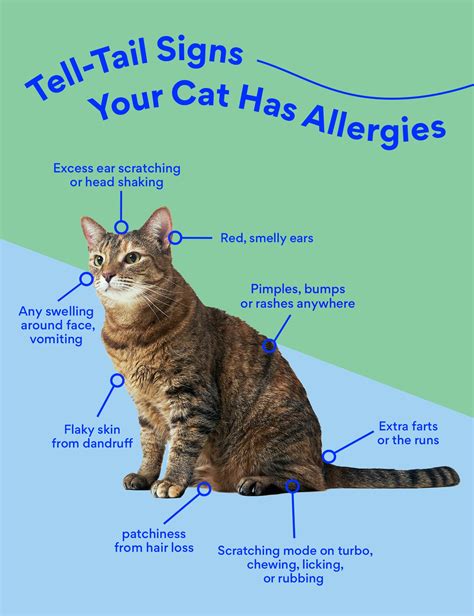 Cat Allergy Medicine: What Can I Give My Cat for Allergies? | BeChewy