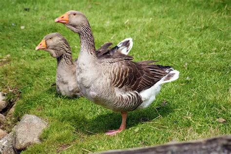 9 Geese Breeds, From The Friendliest to The Most Aggressive - Animal ...