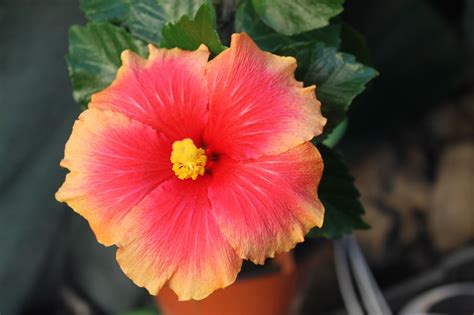 Free Images : flower, petal, chinese hibiscus, Hawaiian hibiscus, pink ...