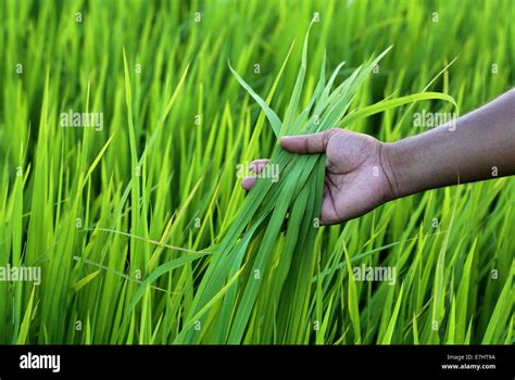 Green rice field with farmer hand in Bangladesh Stock Photo - Alamy