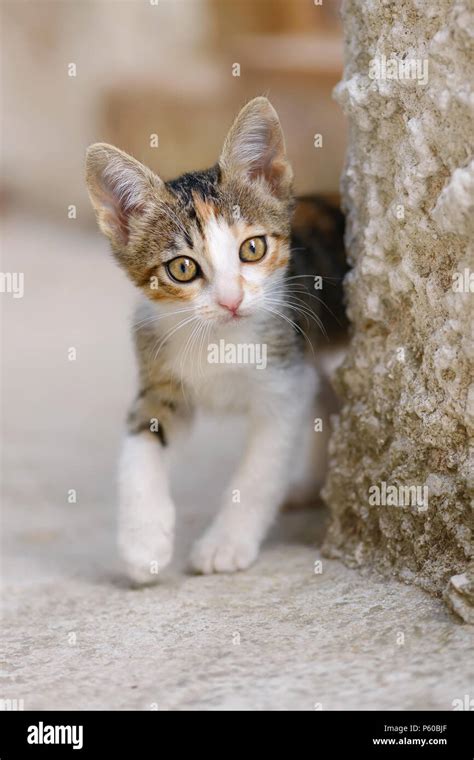 Cute curious cat kitten, calico patched tabby and white fur, explores ...