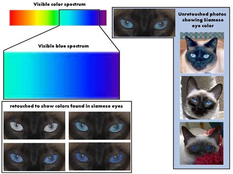 Black&Tan Siamese eye color reference