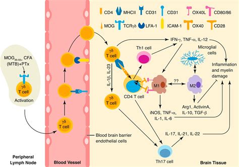 Gamma Delta T Cells Phenotype