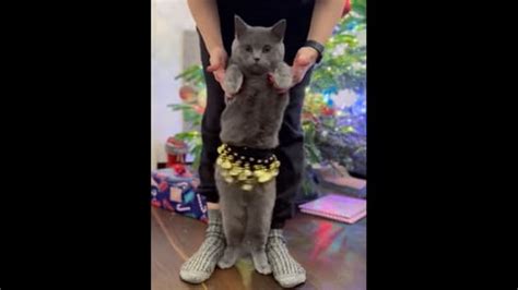 Belly dancing cat shows off his moves, netizens can’t stop saying aww ...