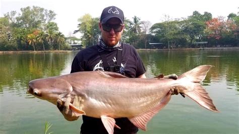 Giant Mekong catfish (Pangasianodon gigas) - Dreamlake Fishing Thailand