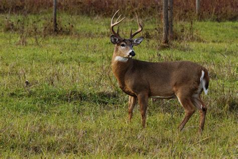 When Do Whitetail Deer Antlers Fall Off? | Sciencing