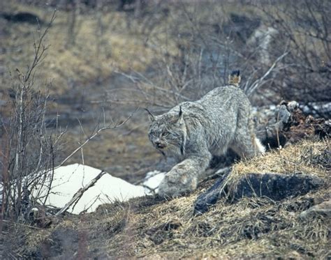 Guardians, Allies File Suit to Protect Canadian Lynx Habitat ...