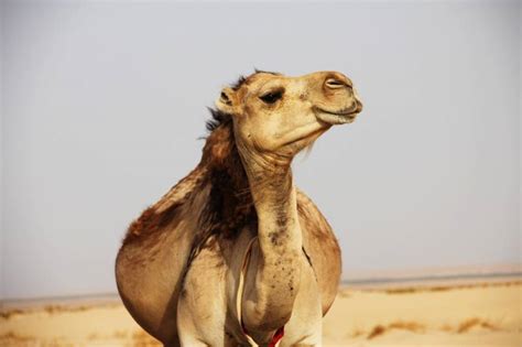 Why Do Camels Spit - Explanation - All About Pets