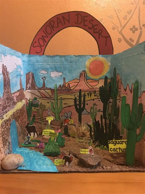 Sonoran Desert Diorama School Project | Diorama kids, Biomes project ...