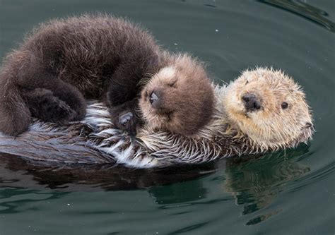 Sea Otter Mother and Newborn Notecard | Animal hugs, Animal facts, Baby ...