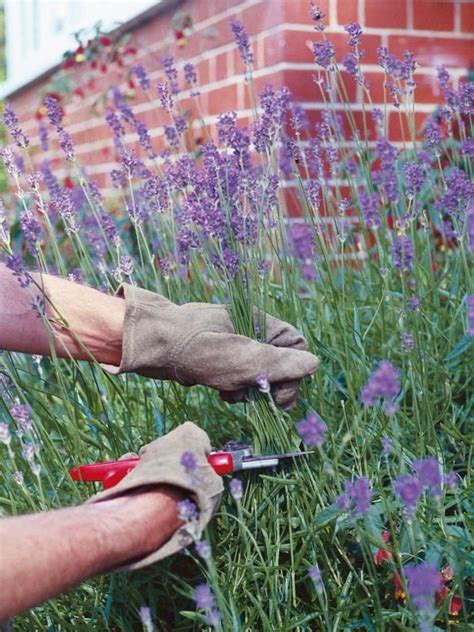 Pruning Lavender Plants | Urter / Planter | Lavender hedge, Garden ...