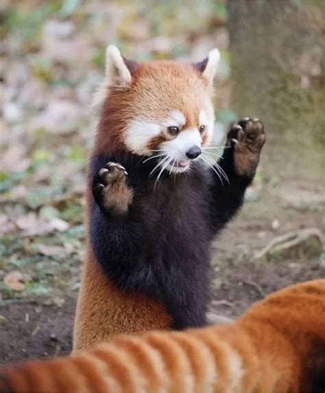 30 Times Red Pandas Put Their Hands In The Air Like They Just Don't ...