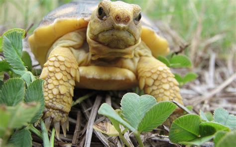 Florida Gopher Tortoise Care Tips, Habit, Breeding | Review 2020