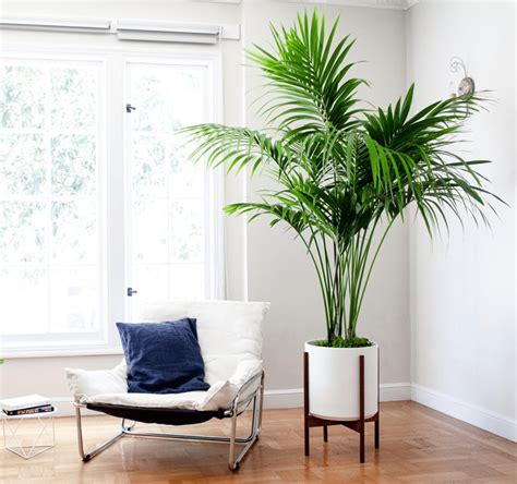 Gorgeous Houseplants That Will Thrive in Your Living Room