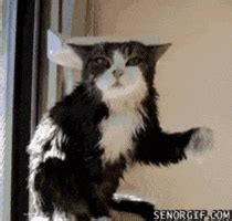 Wet Cat GIFs - Find & Share on GIPHY