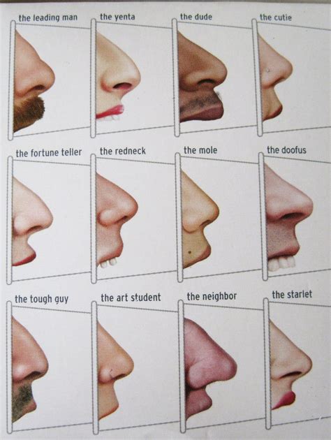 Various nose shapes from profile view | 3D Makeup | Pinterest