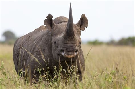 Five rhinos from European zoos are heading to Rwanda | Save the Rhino