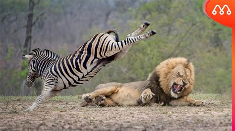 Lion Fight Zebra