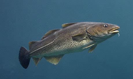 Atlantic cod survive without 'vital' immune genes, say scientists ...