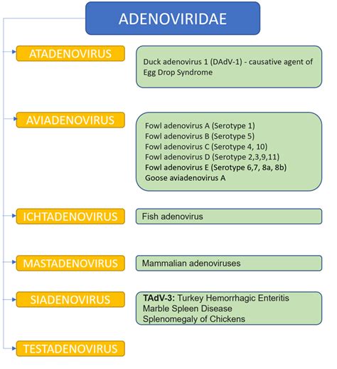 Adenoviridae | Virus Taxonomy | Virology | The Microbiology World ...