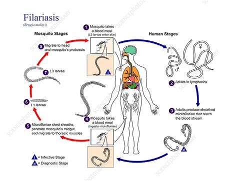 Lymphatic Filariasis Life Cycle | Images and Photos finder