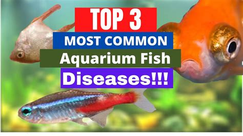 TOP 3 Most Common Aquarium Fish Diseases (how to treat them, the causes ...