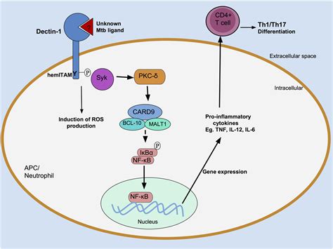 Syk Signaling Pathway