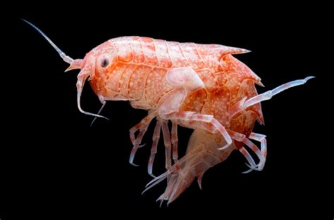 Amphipods (Order Amphipoda) · iNaturalist Canada