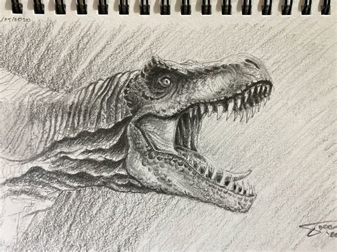 Realistic T Rex Drawing