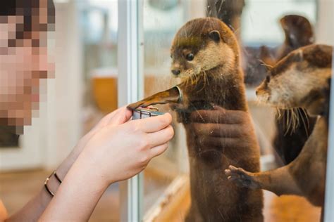 Otter smuggling fueled by Japanese craze for cute animals - TNC Network