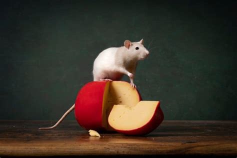 Can Rats Eat Cheese? What Kind & How Much is Safe?