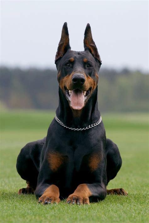 Doberman Pinscher Breed Information and Photos | ThriftyFun