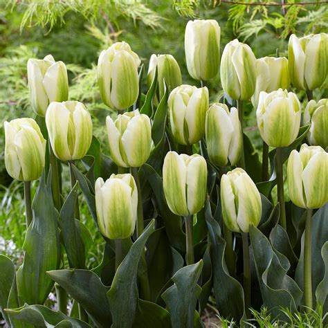 Buy Tulip Green Spirit Bulbs | J Parker Dutch Bulbs