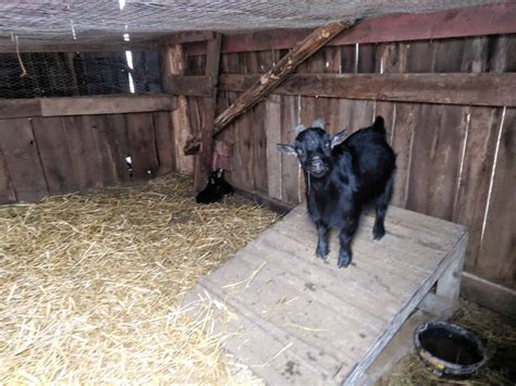 11 Things to Have in a Goat’s Pen • New Life On A Homestead