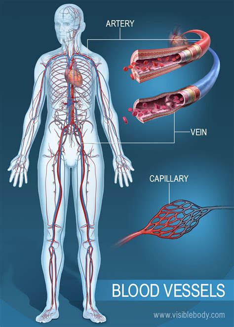 [DIAGRAM] Human Body Vessel Diagram - MYDIAGRAM.ONLINE