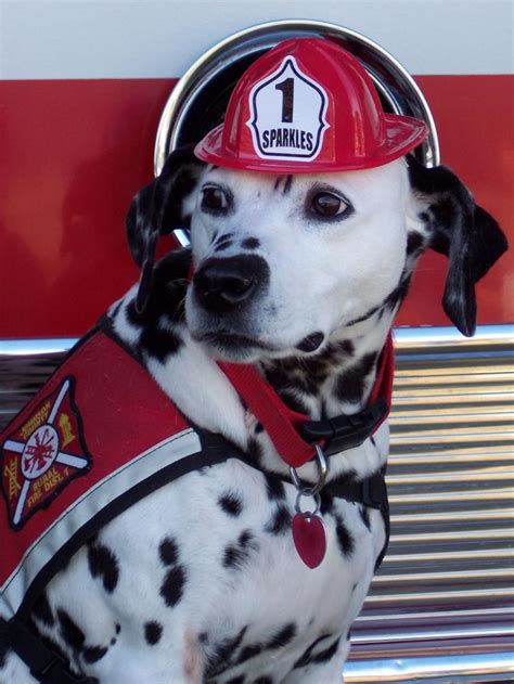 A History of Fire Dogs and the Lives They've Saved | The Dog People by ...