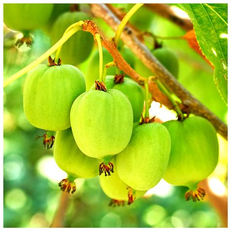 Self-Fertile Mini Kiwi Fruit 'Issai' 2-3ft Tall In a 2L Pot , Chinese ...