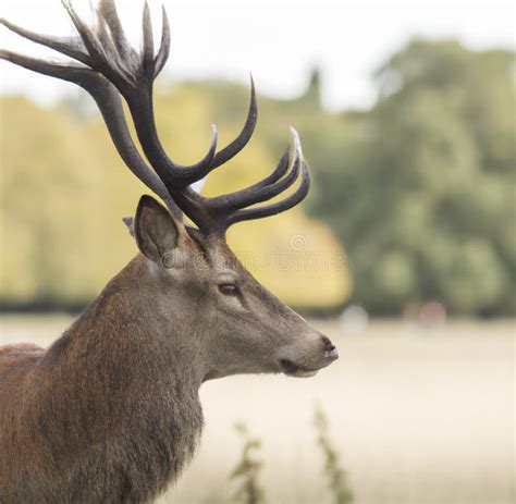 Image of Close Up of Stag with Antlers in Field Background Stock Photo ...