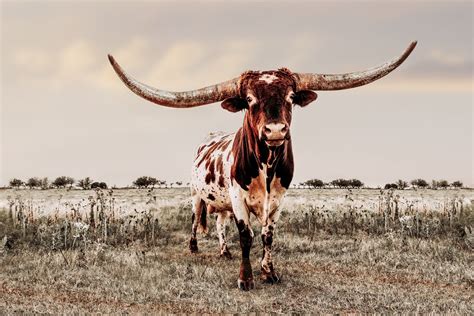 Texas Longhorn bull canvas or photo print. Western home decor | Etsy in ...