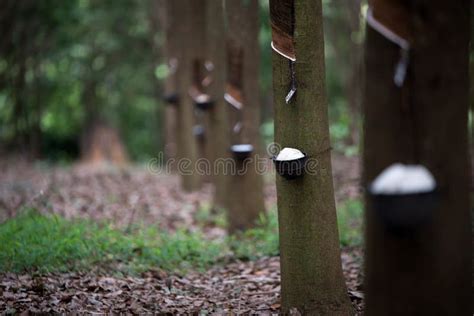 Rubber plantation stock image. Image of material, green - 124352695