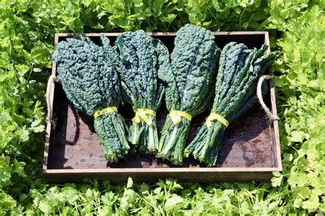 Organic Bundle of Lacinato kale – Sun Valley Farms