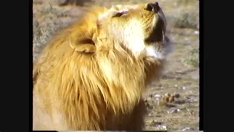 Lion Hunting Strategy (Full Episode) national geographic Documentary