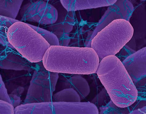 O que é Archaea? - Características do reino, domínio, procariontes