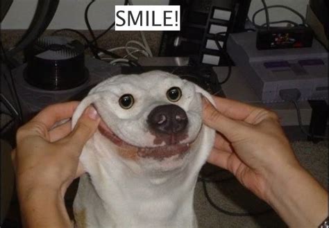 Smile dog :) | Funny animal photos, Smiling dogs, Funny animal memes