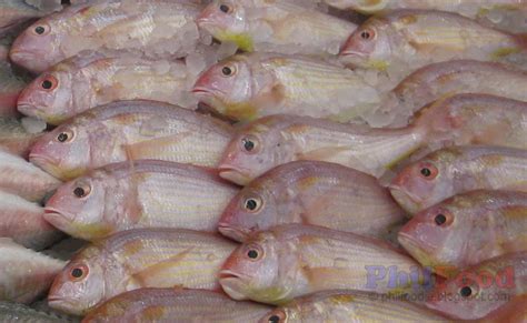 Philippine Fish Species - List of Common Fish in the Philippines ...