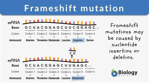 Frameshift mutation - Definition and Examples - Biology Online Dictionary