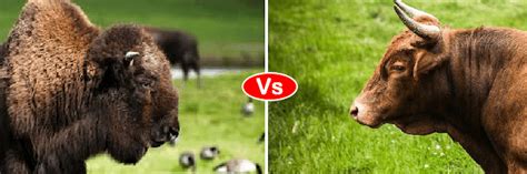 Ox vs Yak vs Bison vs Bull fight comparison & difference